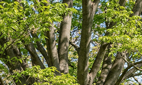 Symbolbild einer ausgewachsenen Zelkove.