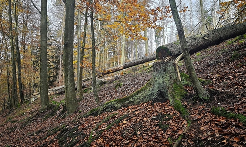 Umgesägter Baum im Wald (Archiv)