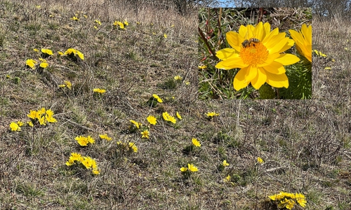 Archivbild vom Heeseberg. Die Blüte hat dieses Jahr noch nicht begonnen.