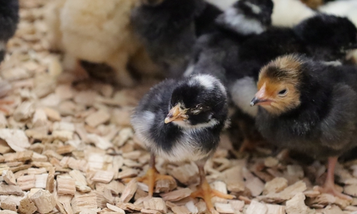Besucher können die Osterküken jetzt live im Museum erleben.