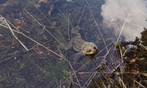 Kröten, Frösche, Molche & Co sind unverzichtbar für das ökologische Gleichgewicht.
