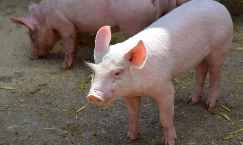 Ein Ferkel war plötzlich auf dem Schulhof zu Besuch (Symbolbild). 