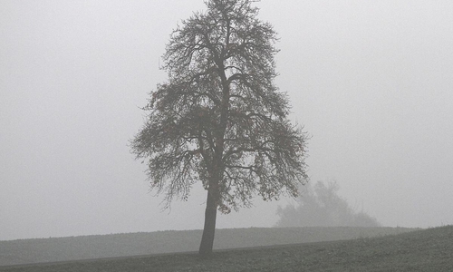 Baum (Archiv)