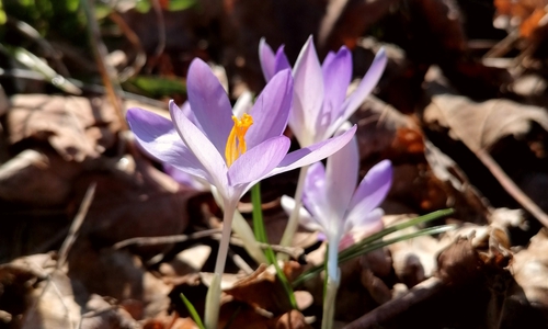 Auch Krokusse sind streng geschützt.