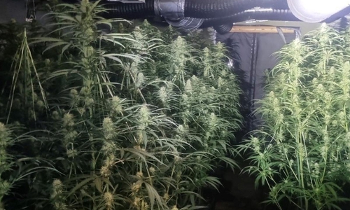 Plantage (Archiv)