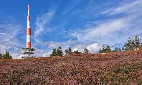 Der Brocken mit seinem einzigartigen Klima ist wichtiger Lebensraum besonders geschützter Arten.