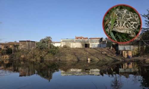 Kann eine Kröte das Bauvorhaben stoppen?