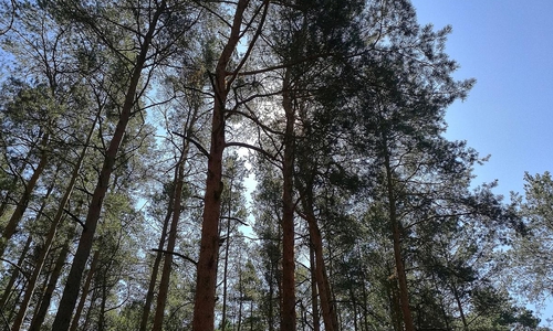 Wald (Archiv)
