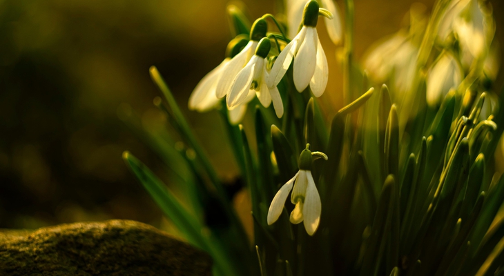 Bußgeldfalle Schneeglöckchen: Warum der Frühling teuer werden kann