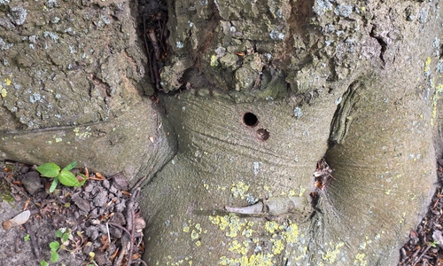 Wer hat den Baum absichtlich beschädigt?