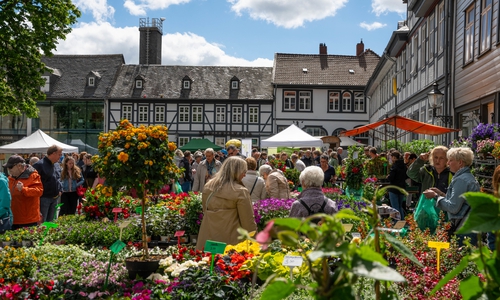 Der Jakobikirchhof verwandelt sich in ein blühendes Paradies.