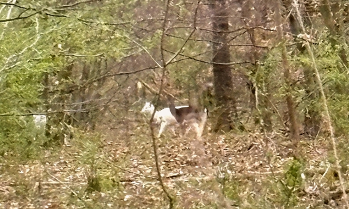 Aus der Entfernung konnte ein junger Waldbesucher die scheuen Tiere fotografieren.