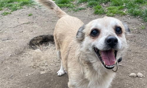 Für Martha wird dringend eine Pflegestelle gesucht.