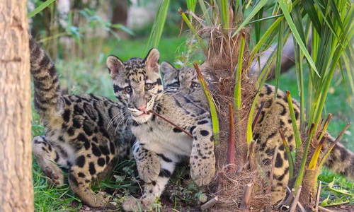 Selten und besonders: Der Nebelparder ist das Wappentier des Artenschutzzentrums.