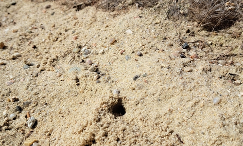 Das Auftreten der Wildbienen ist ein positives Signal für eine intakte Umwelt.