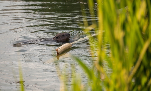 Wo der Biber wirkt, profitieren Gewässer, Artenvielfalt und letztlich auch wir Menschen, so der NABU Niedersachsen.