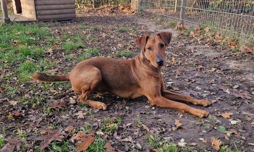 Alf braucht neben der körperlichen auch geistige Auslastung.