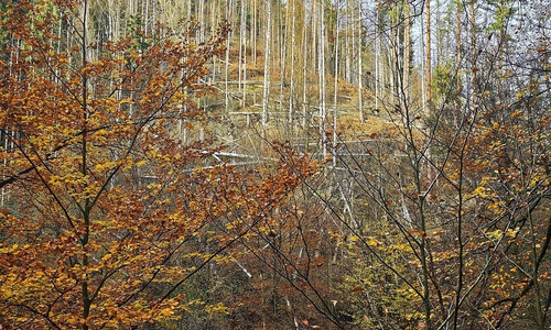 Wald (Archiv)