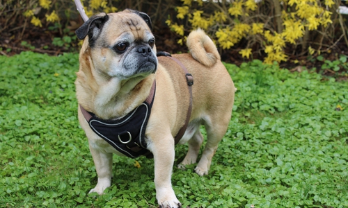 Barney sucht ein neues Zuhause.