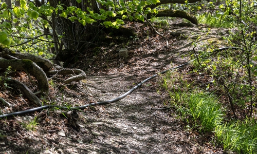 Das Starkstromkabel verlief auch über mehrere Wanderwege im Wald.