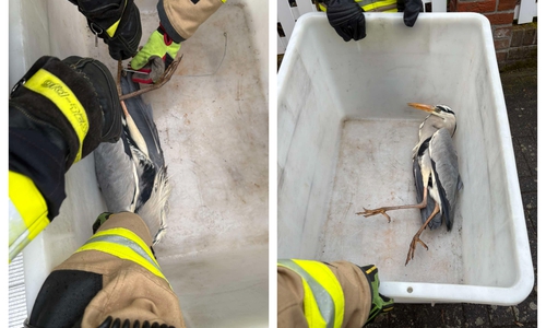 Der Graureiher wurde von Schnur und Metallbügel befreit.