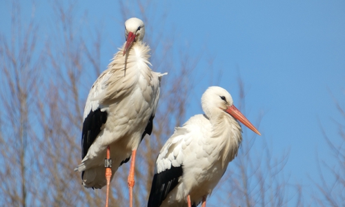 Das Storchenpaar Paul und Pauline aus Broitzem.