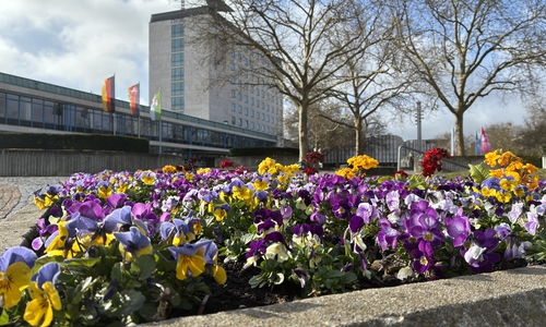 Überall blühen die Frühlingsblumen, hier auf dem Rathausplatz. 