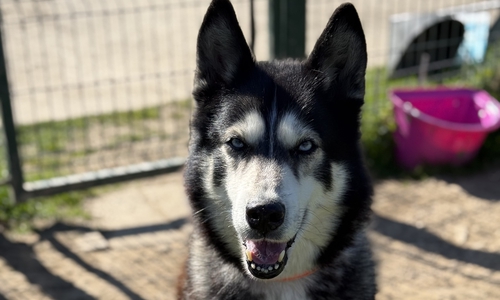 Husky-Rüde Navy ist ein toller Begleiter.