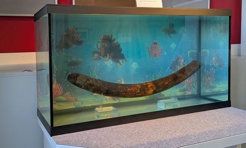 Der Stoßzahn hat eine neue nasse Heimat gefunden.