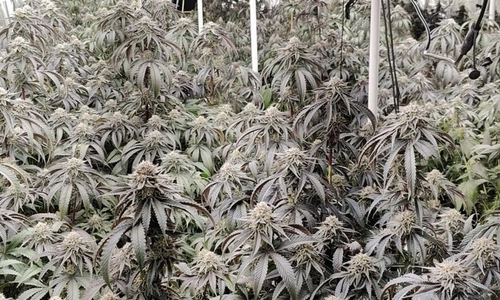 Cannabis-Plantage (Archiv)