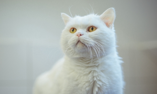 Sorgenkind Olaf sehnt sich nach einem liebevollen Zuhause.