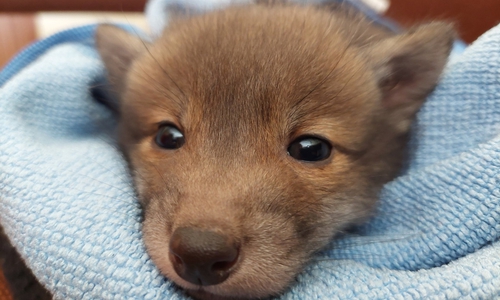 Ein Spaziergänger fand am Donnerstag einen kleinen Fuchs. 
