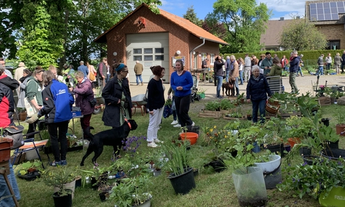 Aussteller präsentieren selbstgezogene Pflanzen, Blumen und Kräuter.