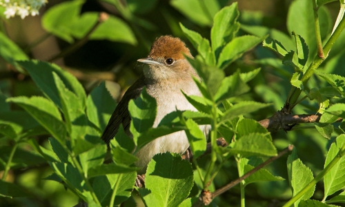Ein naturnaher Garten bietet der Mönchsgrasmücke alles, was sie zum Leben und Brüten braucht.