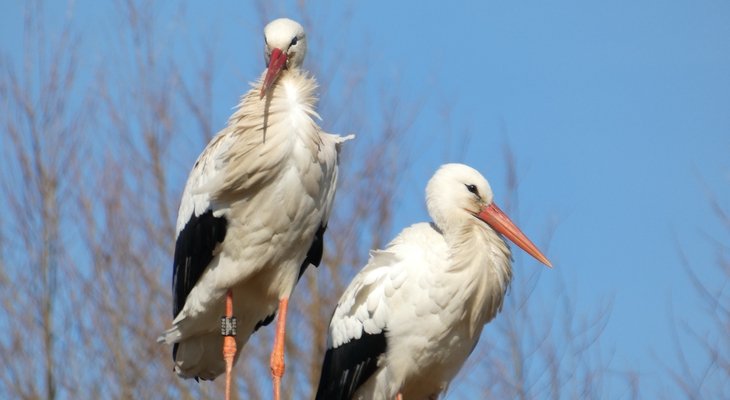 Gummibänder im Biomüll: Tödliche Gefahr für Weißstörche