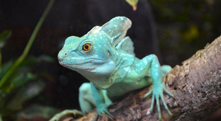 Tiere im Terrarium: Was ist überhaupt erlaubt?
