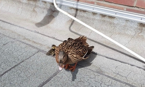 Die Entenmutter weigert sich lauthals die Dachterrasse zu verlassen (Archiv)