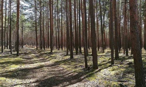 Wald (Archiv)