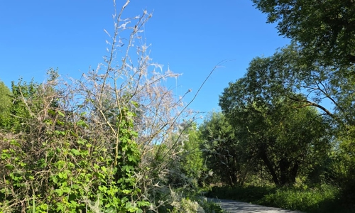 Ein aktuelles Bild aus diesem Jahr: ein befallener Strauch am Okerwanderweg zwischen Lindenhalle und Gutspark.