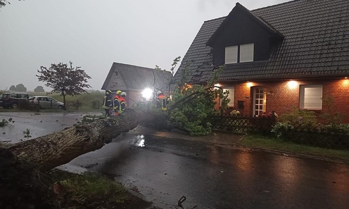 Ein umgestürzter Baum (Archiv)