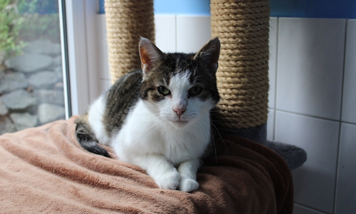 Matti wünscht sich Freigang im neuen Zuhause.