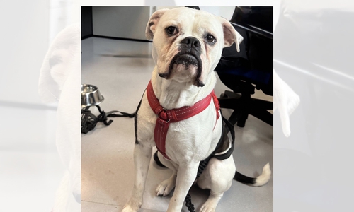 Dieser Hund war an einer Laterne angebunden.