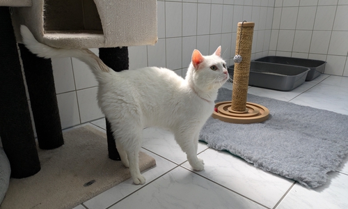 Vierzehn Katzen leben momentan im Tierheim Braunschweig.