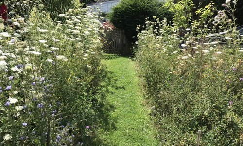 "Naturnahe Vorgärten": Der Gartenwettbewerb der Gemeinde Lehre geht in die Verlängerung.