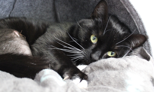 Izzy wartet im Tierheim Braunschweig auf ein neues Zuhause.