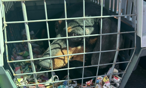 Die Hunde wurden unter widrigsten Bedingungen transportiert.