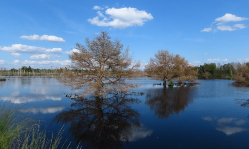 Wiedervernässung im Großen Moor bei Gifhorn.