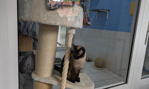Im Katzenhaus gibt es für die Tiere allerlei Klettermöglichkeiten.