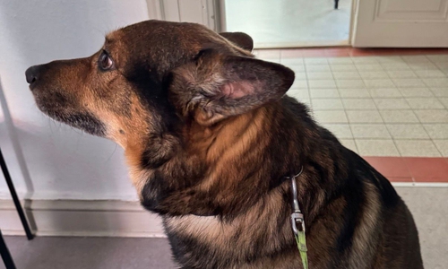 Wer kennt diesen Hund? Die Polizei in Bad Harzburg bittet um Hinweise.