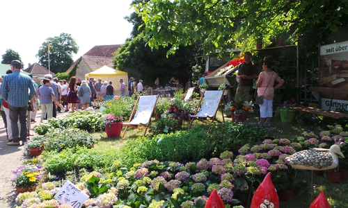 Das Gartenfestival in Schöningen bietet eine große Vielfalt an Ausstellern.